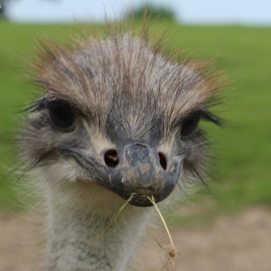 Young ostrich outdoors - 2